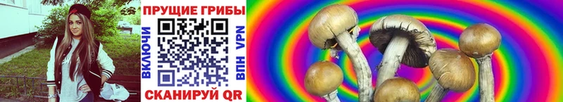 Галлюциногенные грибы Psilocybine cubensis  Учалы 